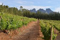wijngaard-Zuid-Afrika