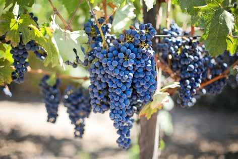 blauwe druiventros wijngaard 2