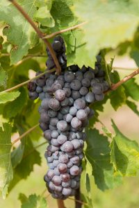 Druiventros corvina veronese Lenotti wijngaard