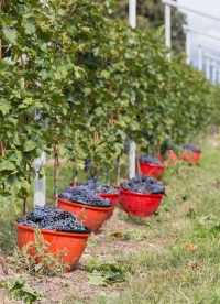Manden met druiven Lenotti wijngaard