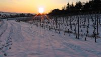winter wijngaard