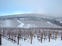 winter wijngaard